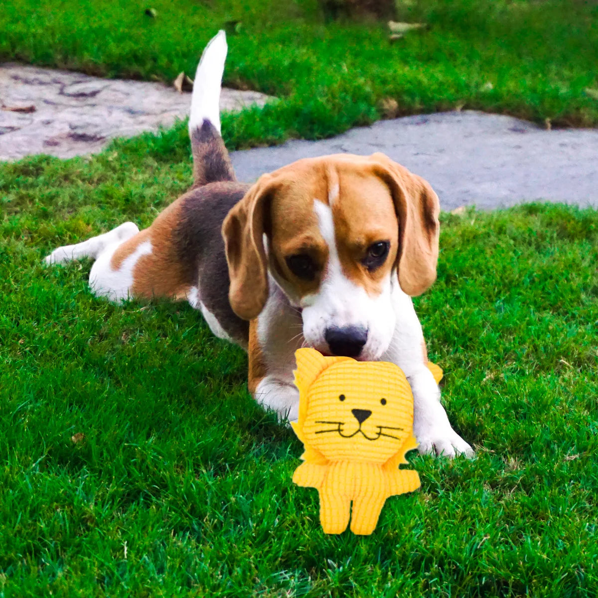 Brinquedos de Pelúcia Leãozinho Para Cães e Gatos Mordedor Para Cachorro